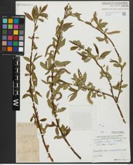 Foto von Salix alba L. x Salix fragilis L.
